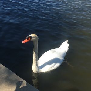 Meet your Posher, Erika